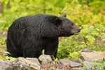 wildlife;bear;bears;black-bear;Ursus-americanus;Sugar-Hill;NH;rocks;wet;D4s;800mm
