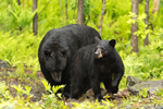 wildlife;bear;bears;black-bear;Ursus-americanus;Sugar-Hill;NH;male;sow;D4s;600mm