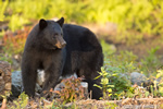 wildlife;bear;bears;black-bear;Ursus-americanus;Sugar-Hill;NH;sunset;rocks;D4s;600mm