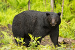 wildlife;bear;bears;black-bear;Ursus-americanus;Sugar-Hill;NH;male;rocks;D4s;800mm