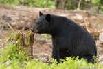 wildlife;bear;bears;black-bear;Ursus-americanus;Sugar-Hill;NH;stump;D4s;600mm