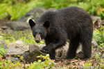 wildlife;bear;bears;black-bear;Ursus-americanus;Sugar-Hill;NH;rocks;wet;D4;800mm