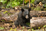 wildlife;bear;bears;black-bear;Ursus-americanus;Sugar-Hill;NH;male;logs;D4s;800mm
