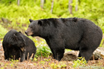 wildlife;bear;bears;black-bear;Ursus-americanus;Sugar-Hill;NH;male;female;D4s;600mm