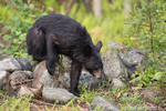 wildlife;bear;bears;black-bear;Ursus-americanus;Sugar-Hill;NH;male;rocks;D4s;800mm