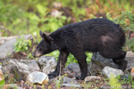 wildlife;bear;bears;black-bear;Ursus-americanus;Sugar-Hill;NH;male;rocks;D4s;800mm