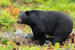 wildlife;bear;bears;black-bear;Ursus-americanus;Sugar-Hill;NH;stump;wet;D4S;600mm