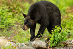 wildlife;bear;bears;black-bear;Ursus-americanus;Sugar-Hill;NH;rocks;D4S;800mm