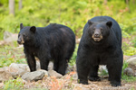 wildlife;bear;bears;black-bear;Ursus-americanus;Sugar-Hill;NH;rocks;D4S;600mm
