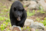 wildlife;bear;bears;black-bear;Ursus-americanus;Sugar-Hill;NH;male;rocks;D4s;800mm