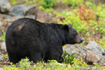wildlife;bear;bears;black-bear;Ursus-americanus;Sugar-Hill;NH;male;rub;D4s;600mm