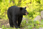 wildlife;bear;bears;black-bear;Ursus-americanus;Sugar-Hill;NH;male;rocks;D4s;800mm