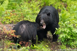 wildlife;bear;bears;black-bear;Ursus-americanus;Sugar-Hill;NH;male;courting;D4s;600mm