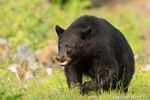 wildlife;bear;bears;black-bear;Ursus-americanus;Sugar-Hill;NH;male;grass;D4s;600mm