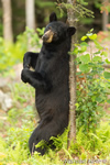 wildlife;bear;bears;black-bear;Ursus-americanus;Sugar-Hill;NH;tree;scent;D4s;600mm