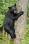 wildlife;bear;bears;black-bear;Ursus-americanus;Sugar-Hill;NH;tree;climbing;D4s