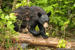 wildlife;bear;bears;black-bear;Ursus-americanus;Sugar-Hill;NH;tree;wet;D4s;800mm