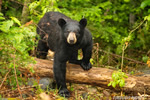 wildlife;bear;bears;black-bear;Ursus-americanus;Sugar-Hill;NH;tree;wet;D4s;800mm