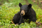 wildlife;bear;bears;black-bear;Ursus-americanus;Sugar-Hill;NH;grass;D4s;800mm