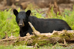 wildlife;bear;bears;black-bear;Ursus-americanus;Sugar-Hill;NH;log;moss;D4s;800mm