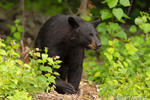 wildlife;bear;bears;black-bear;Ursus-americanus;Sugar-Hill;NH;male;flowers;D4s;600mm