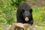 wildlife;bear;bears;black-bear;Ursus-americanus;Sugar-Hill;NH;male;leaves;D4s;800mm