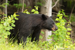 wildlife;bear;bears;black-bear;Ursus-americanus;Sugar-Hill;NH;male;birch;D4s;600mm