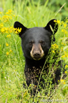 wildlife;bear;bears;black-bear;Ursus-americanus;Sugar-Hill;NH;male;flowers;D4s;600mm