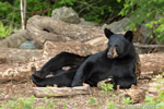 wildlife;bear;bears;black-bear;Ursus-americanus;Sugar-Hill;NH;male;pose;D4s;600mm