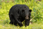 wildlife;bear;bears;black-bear;Ursus-americanus;Sugar-Hill;NH;grass;D4s