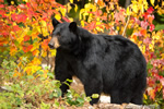 wildlife;bear;bears;black-bear;Ursus-americanus;Sugar-Hill;NH;female;foliage;D4s;600mm