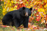 wildlife;bear;bears;black-bear;Ursus-americanus;Sugar-Hill;NH;female;foliage;D4s;600mm