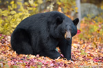 wildlife;bear;bears;black-bear;Ursus-americanus;Sugar-Hill;NH;leaves;foliage;D4s;600mm