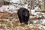 wildlife;bear;bears;black-bear;Ursus-americanus;Sugar-Hill;NH;Snow;D4s
