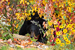 wildlife;bear;bears;black-bear;Ursus-americanus;Sugar-Hill;NH;female;foliage;D4s;600mm