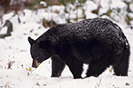 wildlife;bear;bears;black-bear;Ursus-americanus;Sugar-Hill;NH;snow;D4s