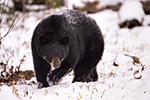wildlife;bear;bears;black-bear;Ursus-americanus;Sugar-Hill;NH;snow;D4s