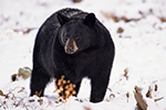 wildlife;bear;bears;black-bear;Ursus-americanus;Sugar-Hill;NH;snow;D4s