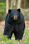 wildlife;bear;bears;black-bear;Ursus-americanus;Sugar-Hill;NH;grass;D4s