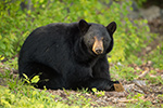 wildlife;bear;bears;black-bear;Ursus-americanus;Sugar-Hill;NH;grass;D4s