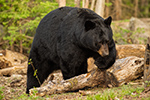 wildlife;bear;bears;black-bear;Ursus-americanus;Sugar-Hill;NH;logs;D4s;800mm