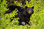 wildlife;bear;bears;black-bear;Ursus-americanus;Sugar-Hill;NH;leaves;D4s