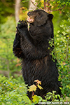 wildlife;bear;bears;black-bear;Ursus-americanus;Sugar-Hill;NH;tree;standing;D4s;600mm