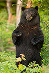 wildlife;bear;bears;black-bear;Ursus-americanus;Sugar-Hill;NH;tree;standing;D4s;600mm