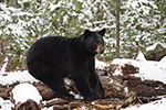 wildlife;bear;bears;black-bear;Ursus-americanus;Sugar-Hill;NH;Snow;D4s