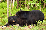 wildlife;bear;bears;black-bear;Ursus-americanus;Sugar-Hill;NH;male;rocks;D4s;800mm