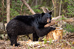 wildlife;bear;bears;black-bear;Ursus-americanus;Sugar-Hill;NH;grass;D4s