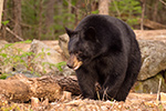 wildlife;bear;bears;black-bear;Ursus-americanus;Sugar-Hill;NH;grass;D4s