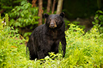 wildlife;bear;bears;black-bear;Ursus-americanus;Sugar-Hill;NH;boar;rocks;D4s;600mm