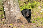 wildlife;bear;bears;black-bear;Ursus-americanus;Sugar-Hill;NH;birch;Head-Shot;D4
